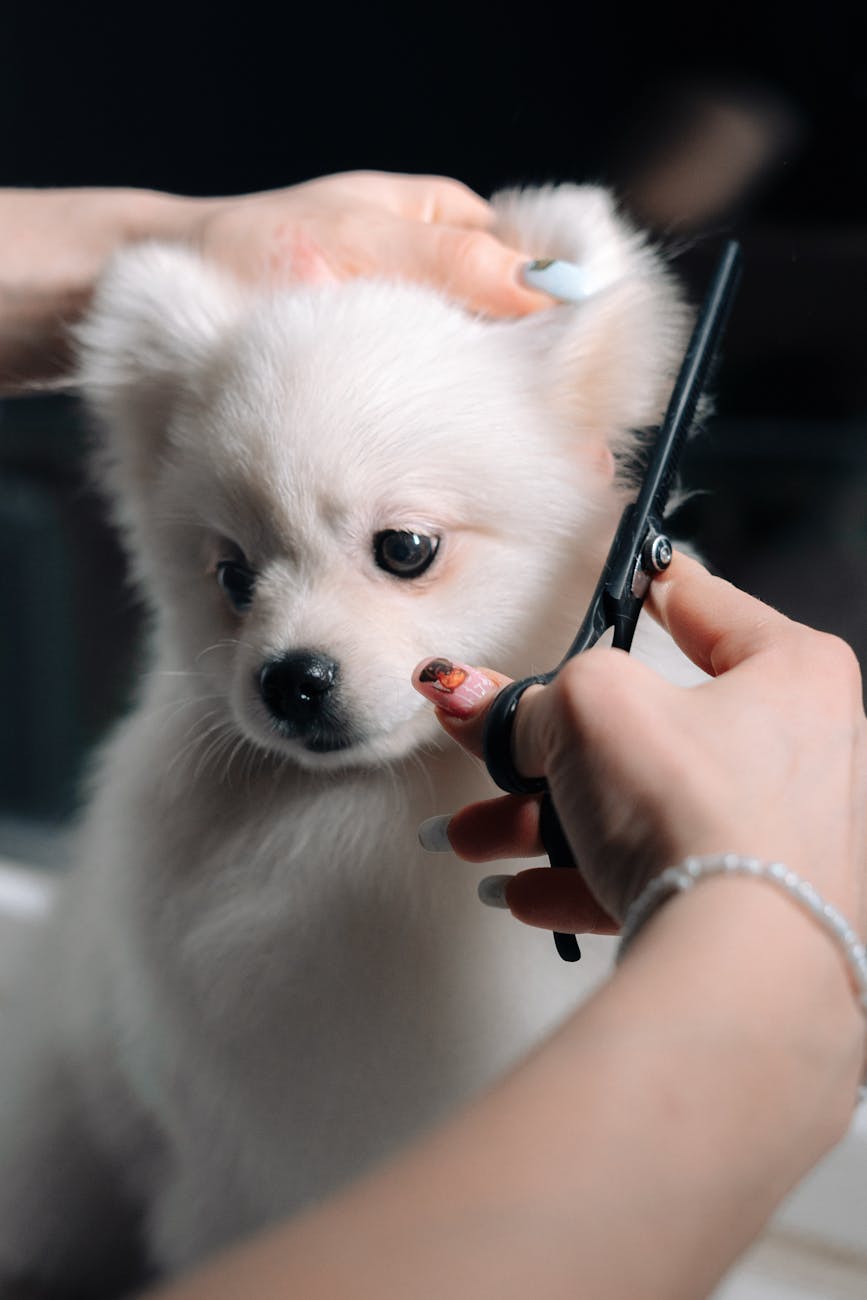 Professional groomer scissoring a fluffy white puppy