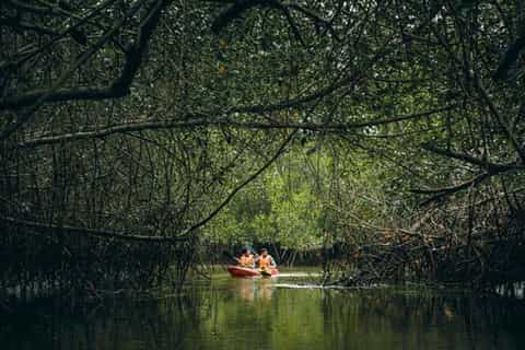 Paseo en bote entre los canales del Santuario Nacional Los Manglares de Tumbes