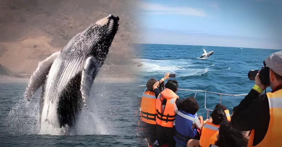 Ballena jorobada frente a la costa de Tumbes