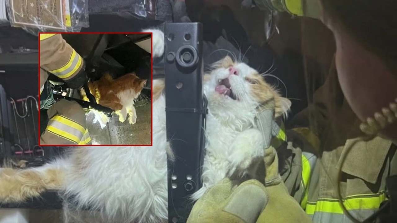 Kansas Firefighters Rescue Cat Trapped in Recliner During Attempt to Avoid Vet Visit