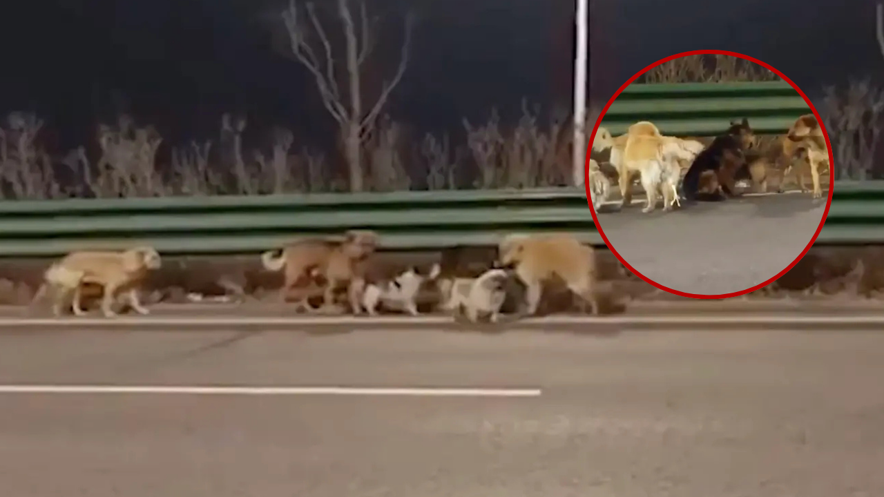 Viral Saga of Dogs Escaping Chinese Slaughter Truck Debunked as Internet Fiction