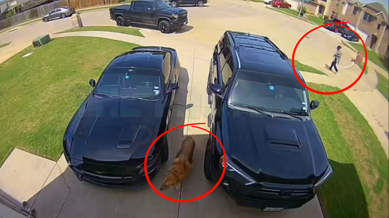 Teen Accused of Shooting Dogs With Gel Gun Sparks Outrage in Texas