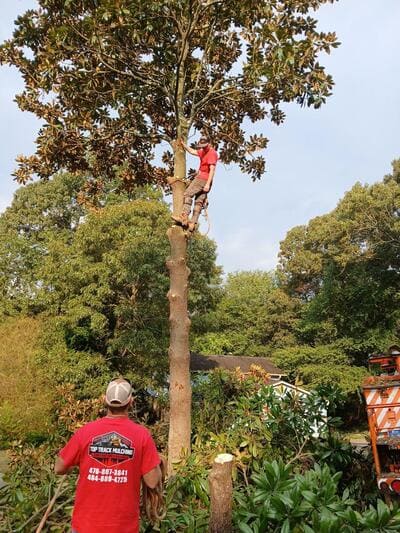 Forestry Mulching in Covington ga