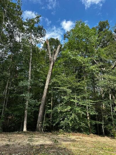 Land clearing in Oxford