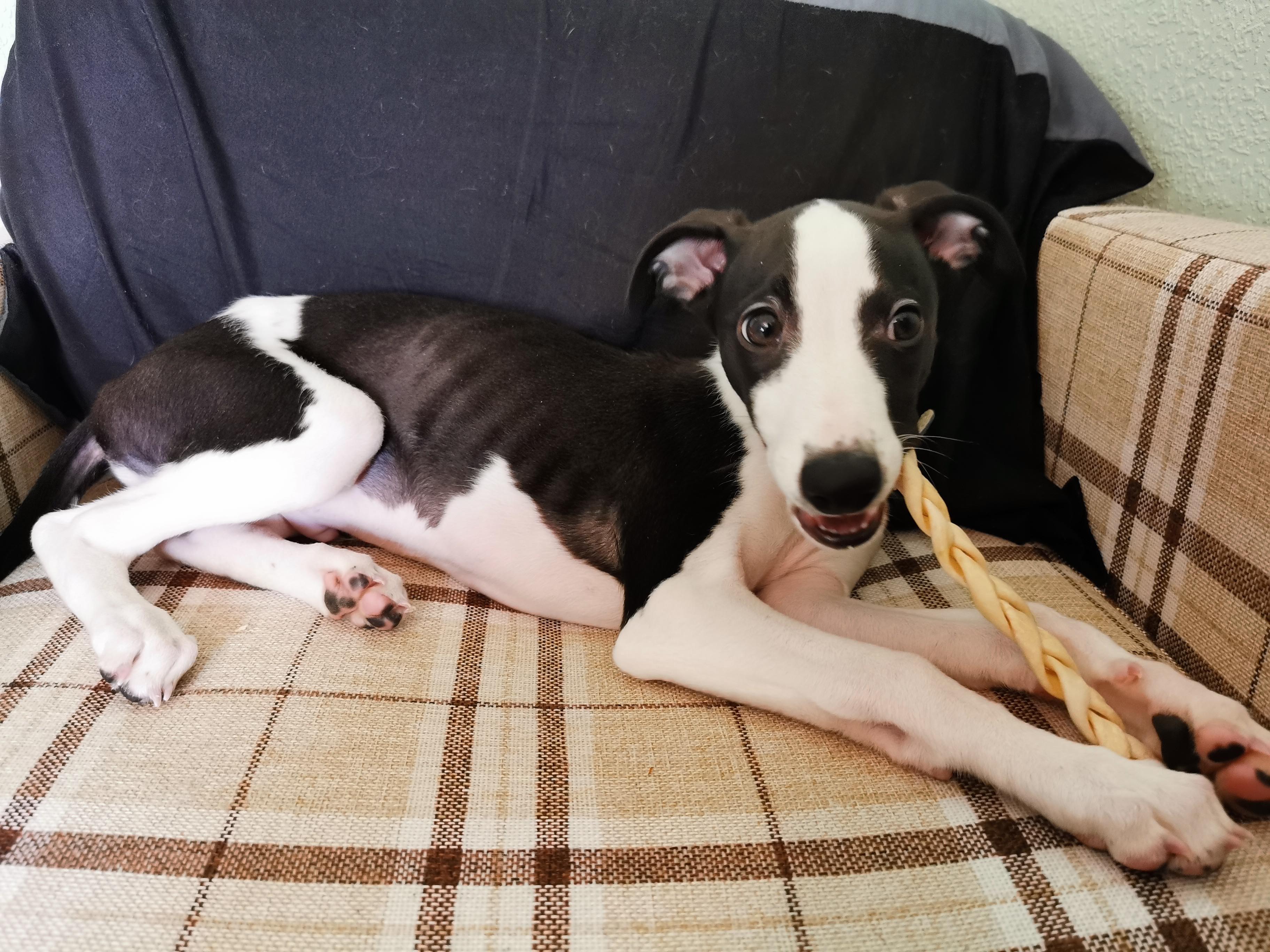 121 Whippet Training
