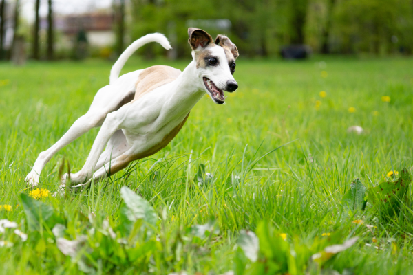 Whippet offlead running