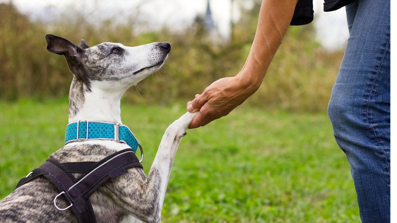 Whippet giving paw to a persons outstretched hand