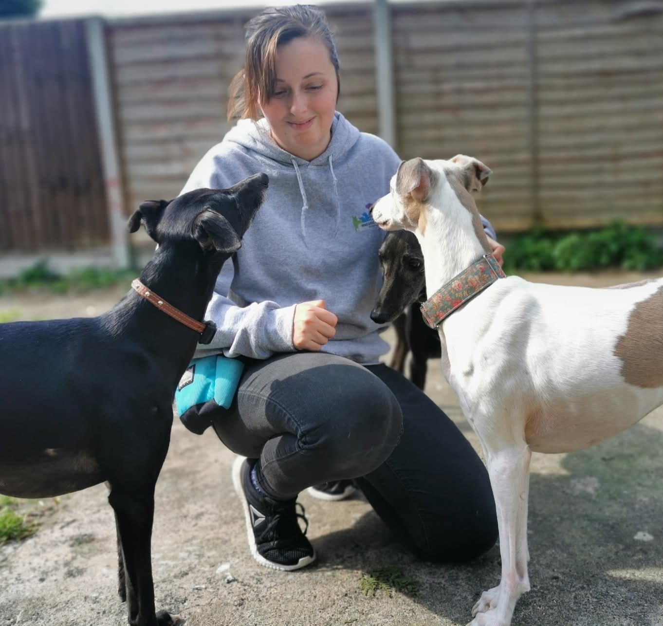 Whippets and zara