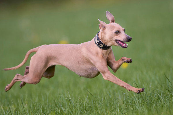 Whippet Recall Training
