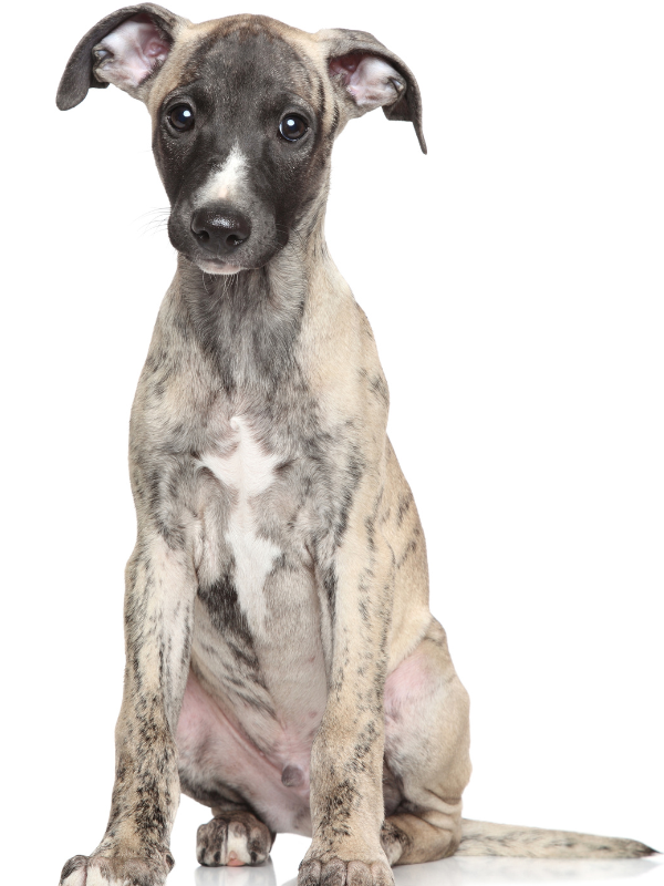 Brindle Whippet with White chest looking Right with bandana on