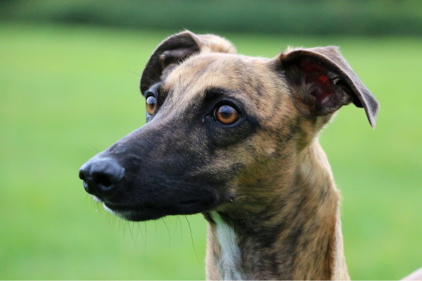 121 Whippet Training