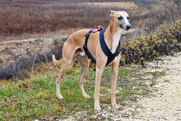 Fawn Whippet with harness offlead