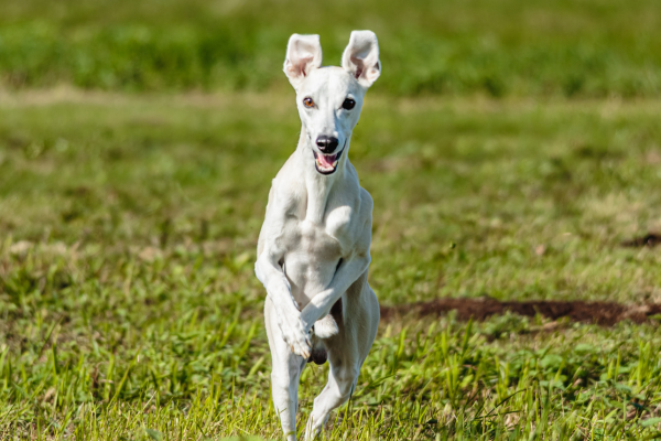 Whippet School Puppy