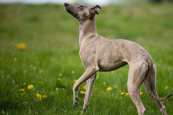 Whippet School Puppy