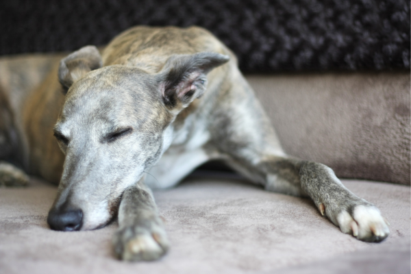 Whippet Resting