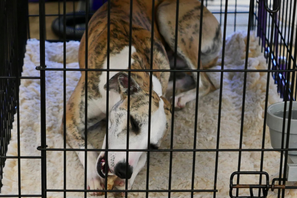 Whippet In Crate