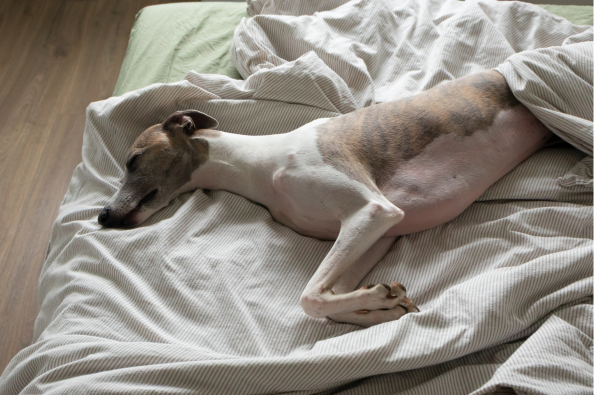 Whippet Sleeping Home Alone