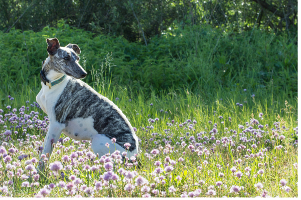 Whippet Facing to right