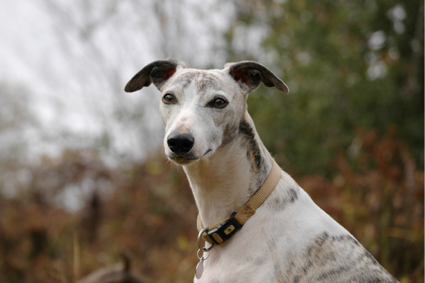 Whippet Looking At camera