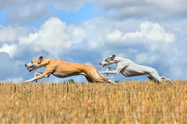 Whippet running offlead