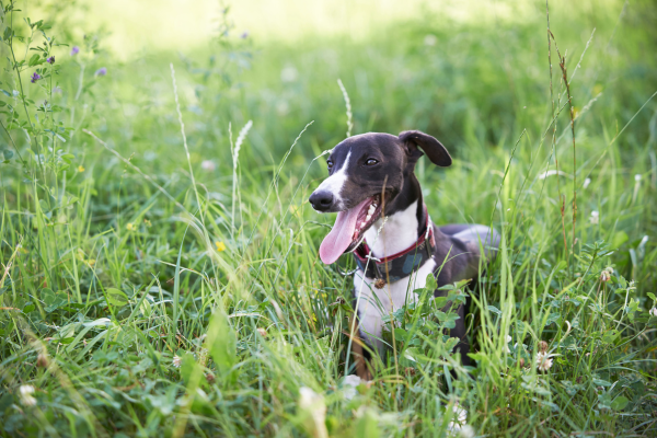 Whippet Panting