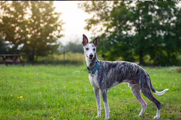 Whippet On A field