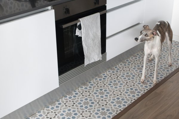 What Should I Feed My Fussy Whippet
