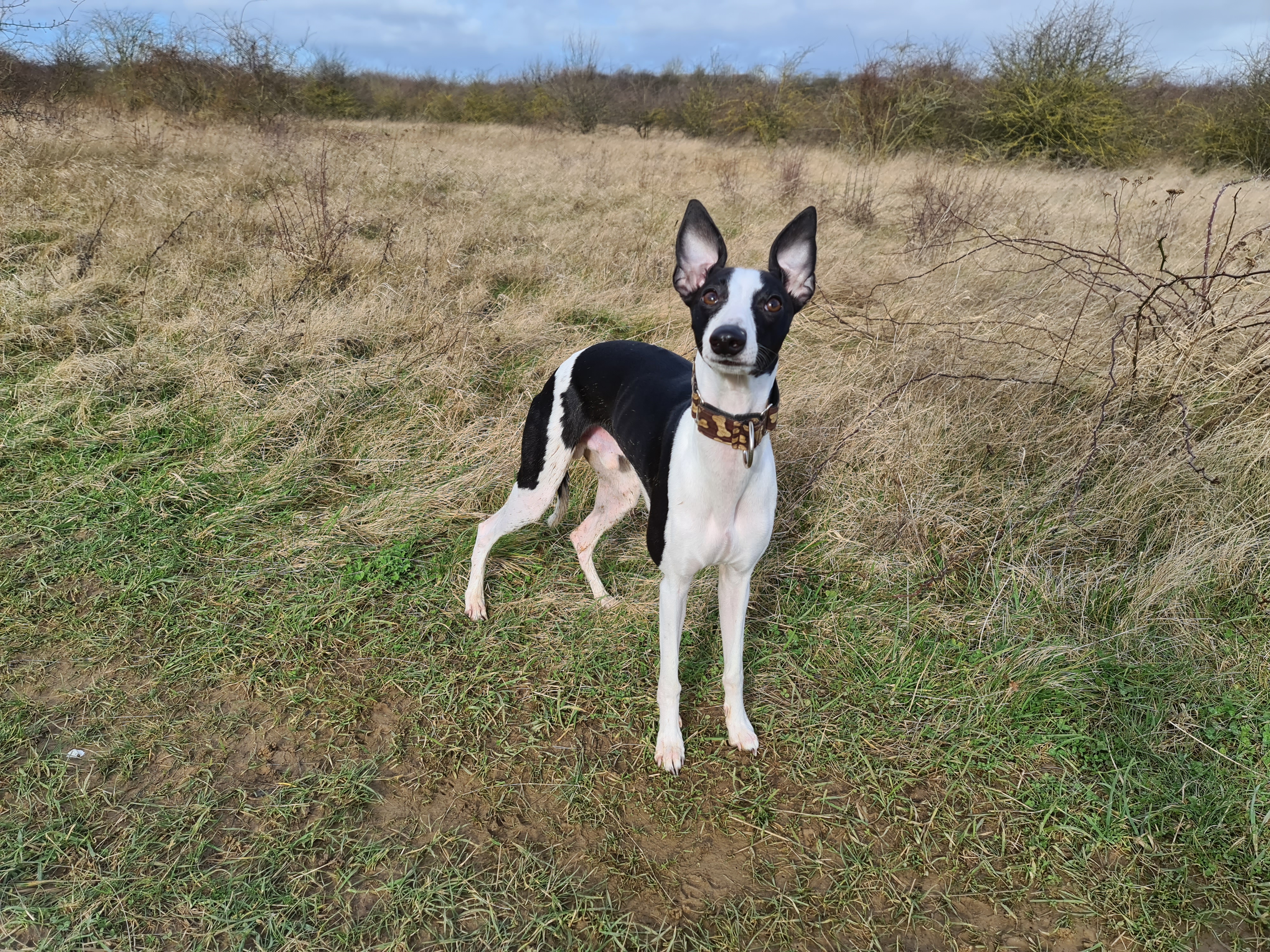 Black and White Whippet Recall Offlead
