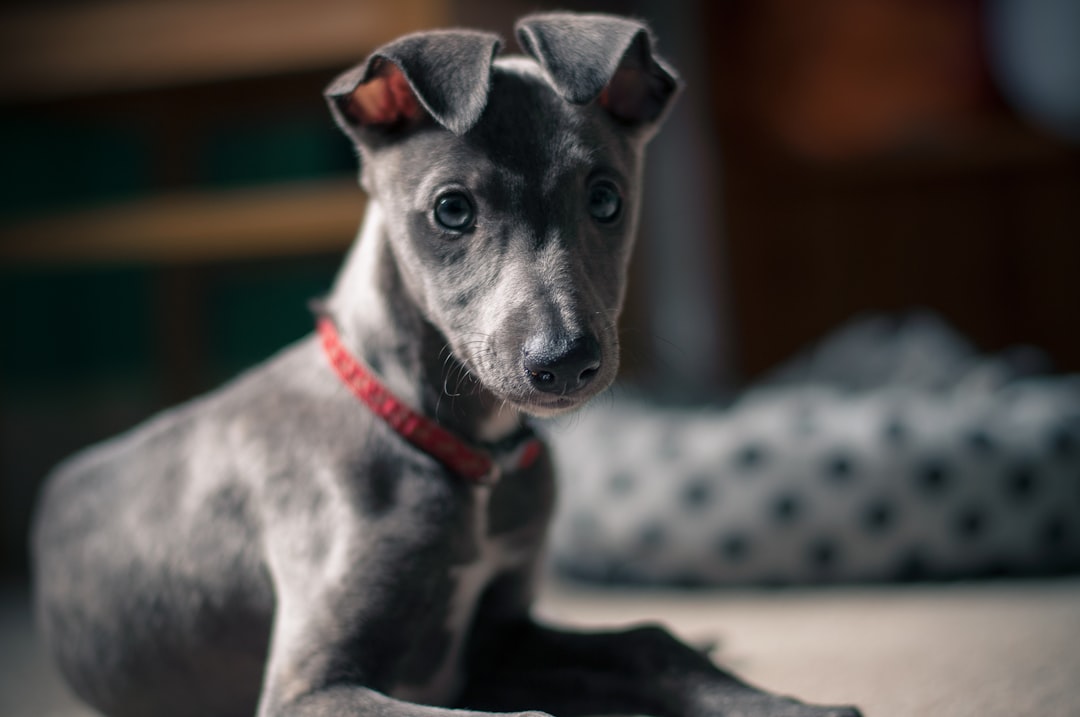 Blue Whipet puppy With floppy ears