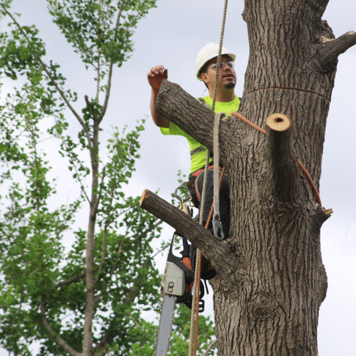 man cutting hazardous tree for people's safety