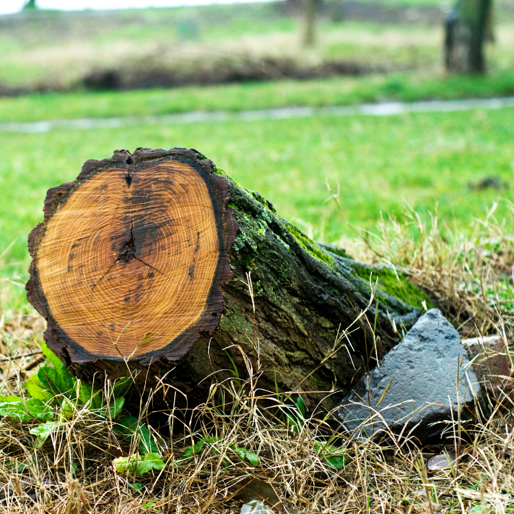 removing of stump tree