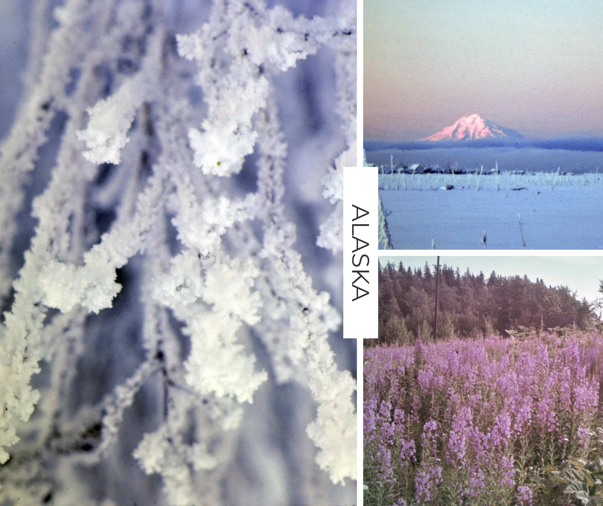 Digital preview of a personalized photo blanket featuring three Alaska photographs: snow-covered trees, a snowy mountain landscape, and purple fireweed.