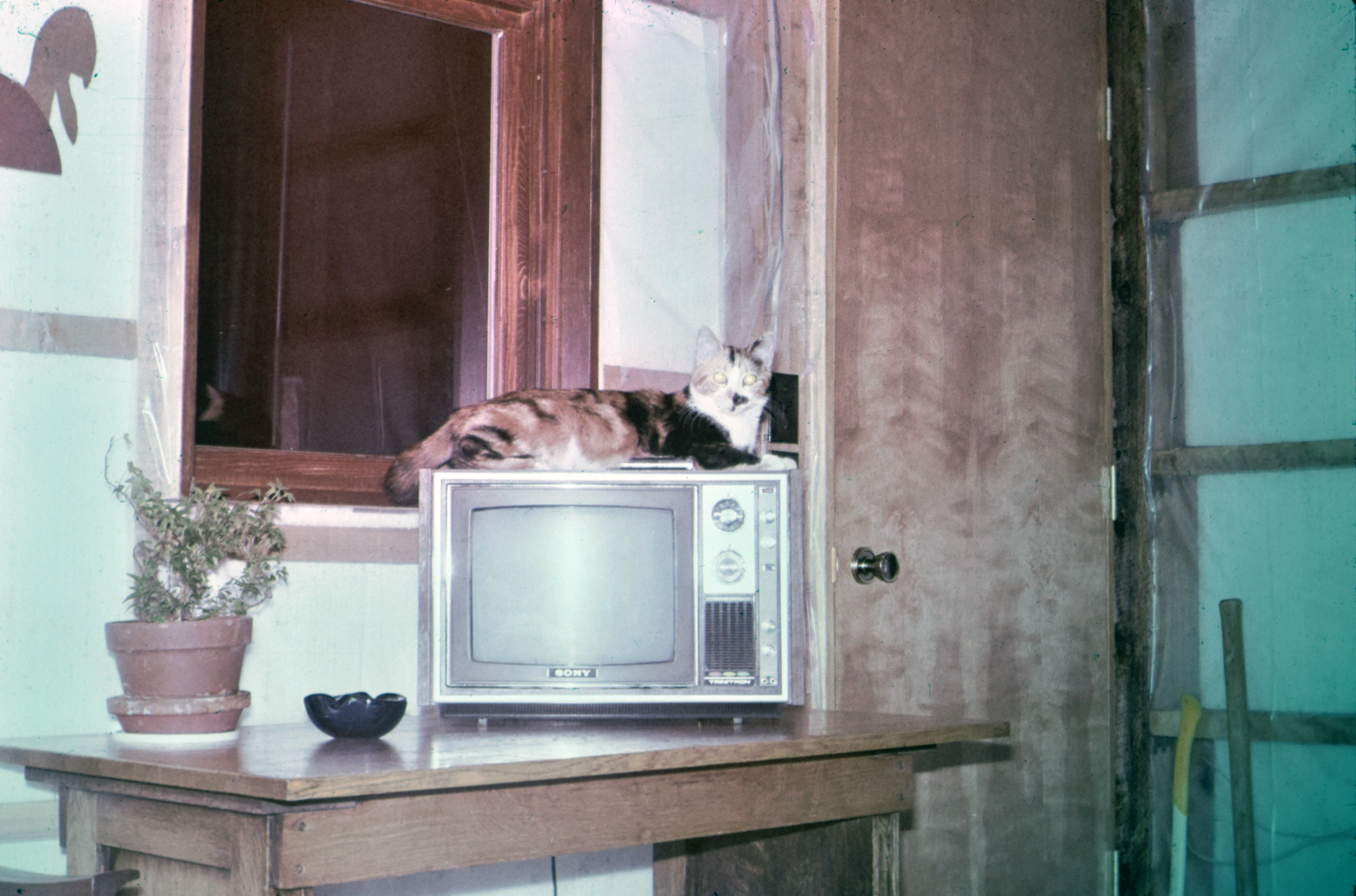 Family cat sleeping on top of a small television around 1977, capturing an everyday household scene and the technology of the time. Family cat sleeping on top of a small television around 1977, capturing an everyday household scene and the technology of the time.