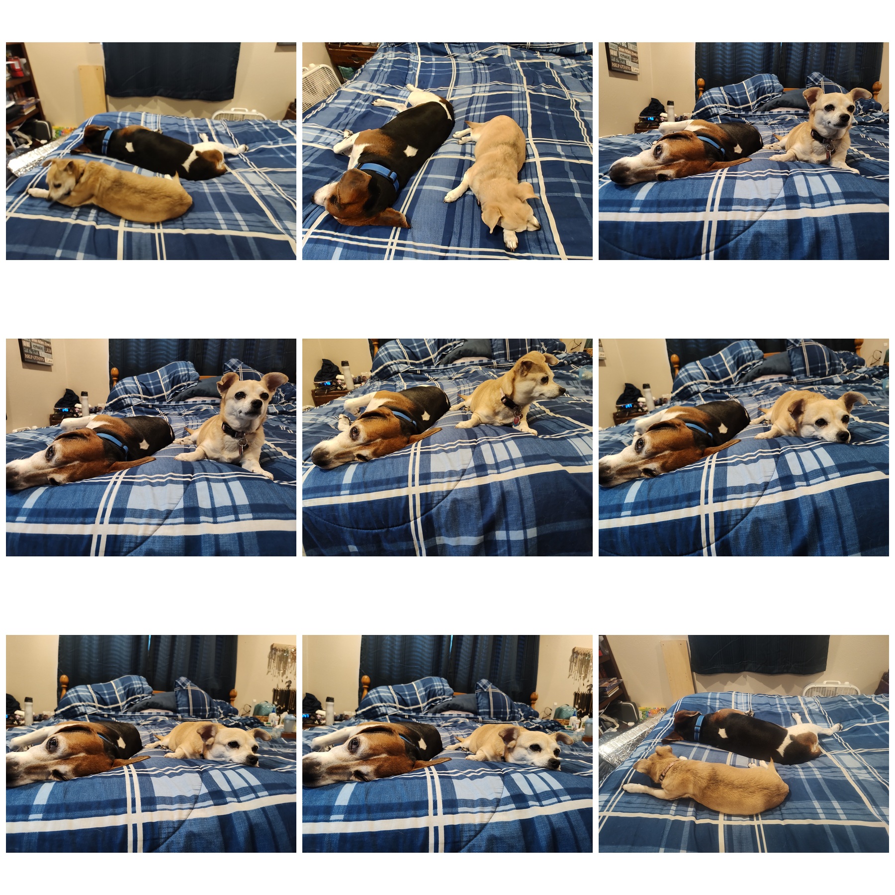 Collage of nine similar photos of two dogs relaxing together on a blue plaid bed, showing the challenge of choosing the best photo from a series of near-duplicates. Collage of nine similar photos of two dogs relaxing together on a blue plaid bed, showing the challenge of choosing the best photo from a series of near-duplicates.