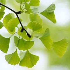 Ginkgo