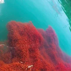 Krill Oil