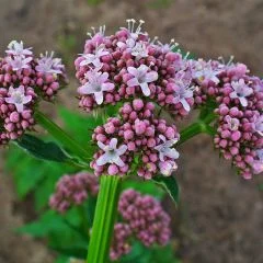 Valeriana