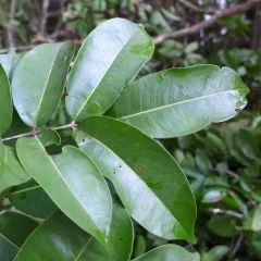 Huacapurana