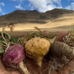 Maca