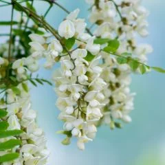 Quercetin Dihydrate