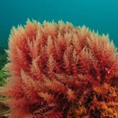Alga marina