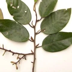 Banderilla