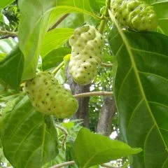 Noni