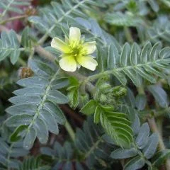 Tribulus