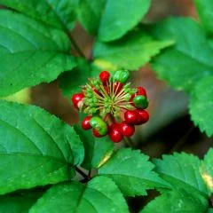 Ginseng