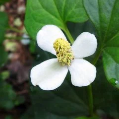 Houttuynia