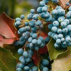 Oregon Grape