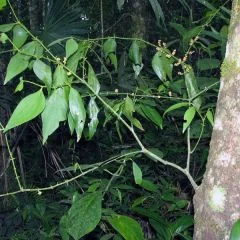 Matapalo