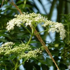 Black Elderberry