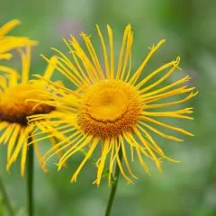 Enula campana